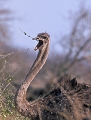  Autruche
Tanzanie 